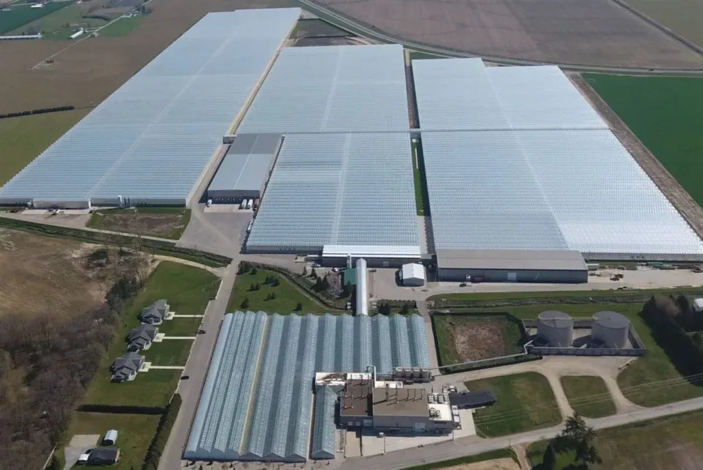Aerial view of the greenhouse complex, ranges of glass with the packhouse alongside