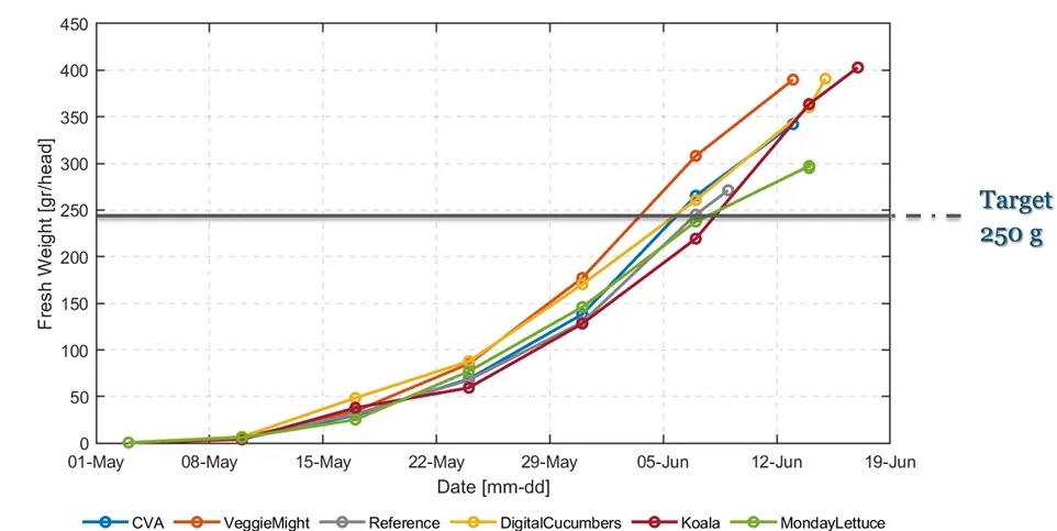 Cumulative total production of lettuce per team per crop cycle, one line per team; Koala finishes highest.