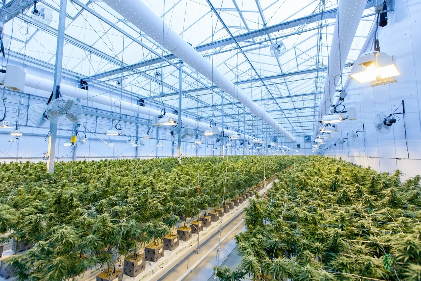 Autonomous Greenhouse Challenge Winner on the Power of Artificial Intelligence