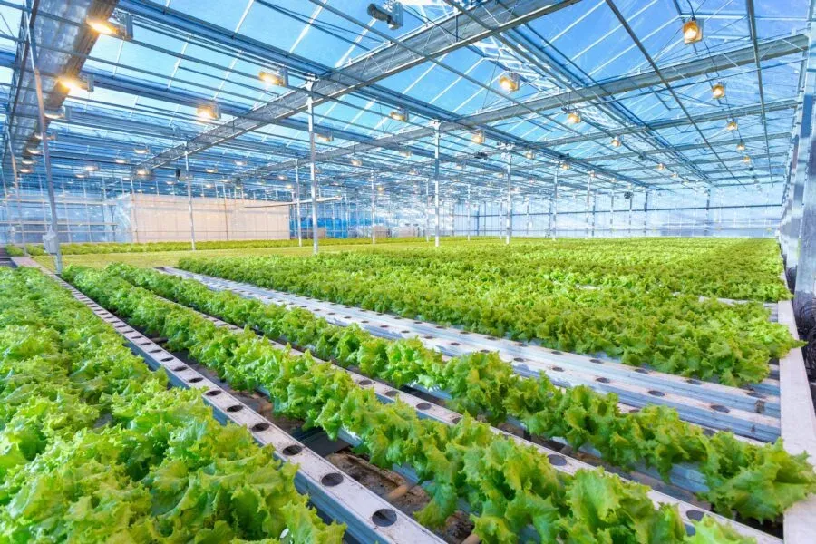 Rows of lettuce on gutters under the lamps of a research greenhouse