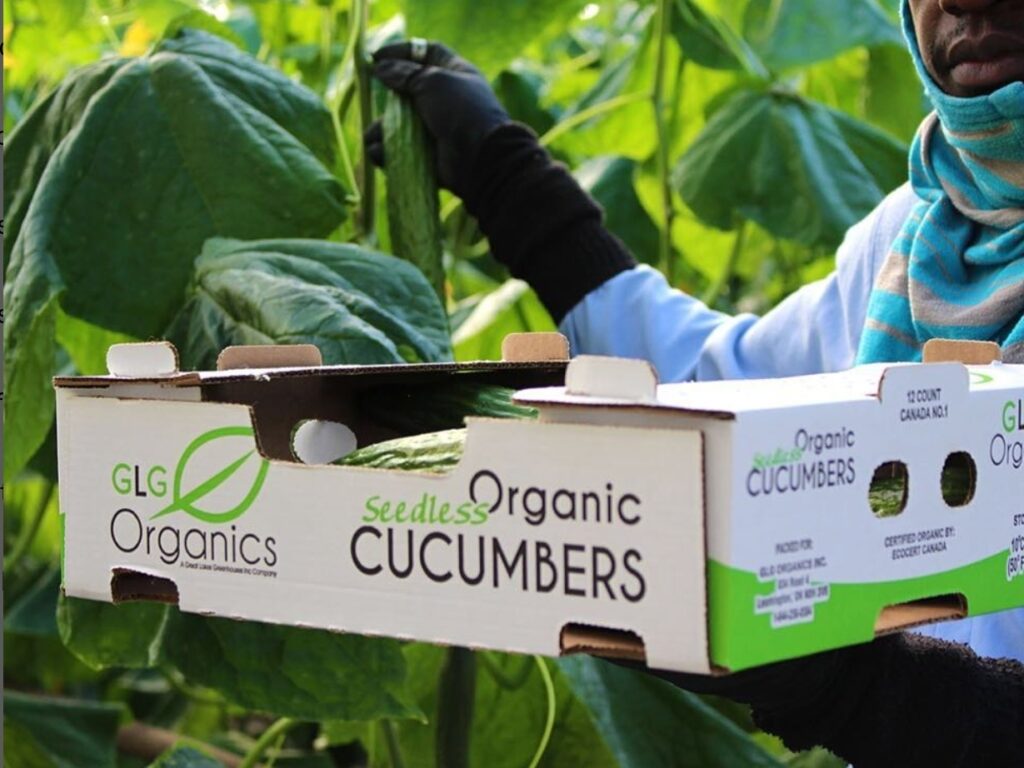Great Lake Greenhouses achivements in cucumber yield