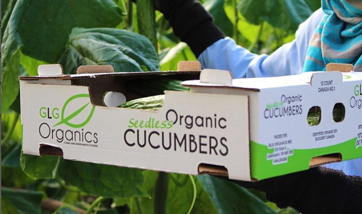 Greenhouse grower launches protected mini cucumber with longer