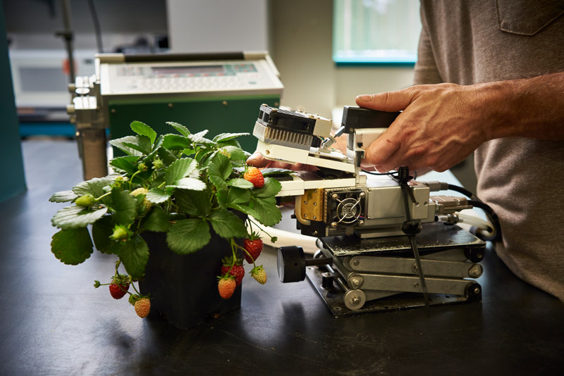 Production autonome de fraises